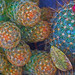 cactus abstract | Flickr - Photo Sharing!