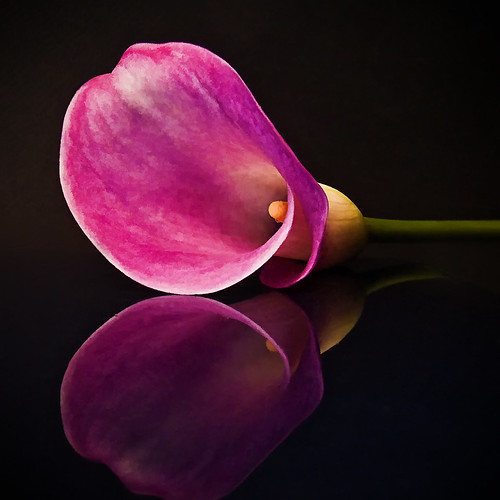 calla lily reflexion_0309 | calla lily shot with a flash thr… | Flickr
