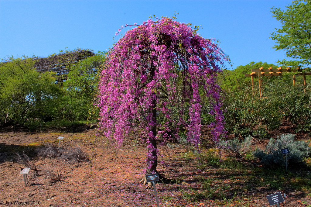 The Lavender Twist Weeping Redbud(Cercis canadensis) 