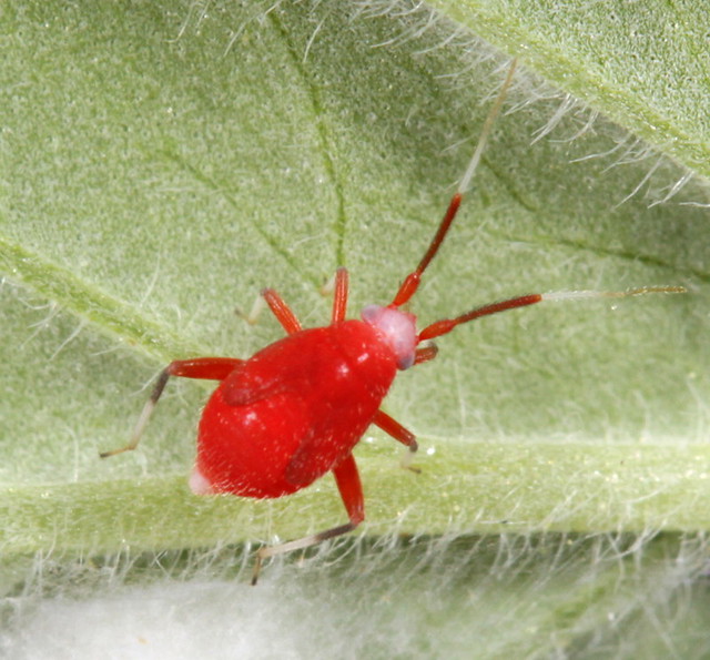 tiny red bugs on plants        
        <figure class=