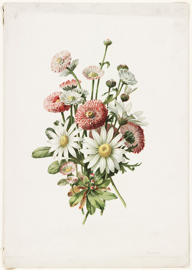 Daisies | File name: 07_11_000440 Title: Daisies Creator/Con… | Flickr