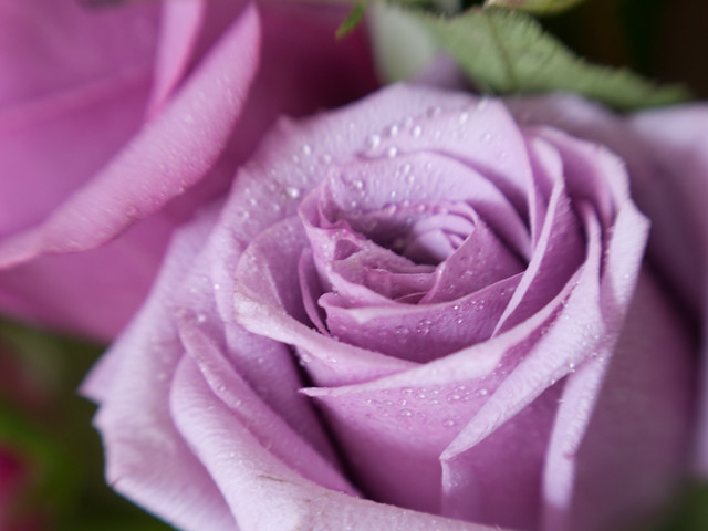 色のバラエティがとっても多いバラ。花束には定番の植物ですよね。  バラは赤色の色素を持っているため真っ青なバラというものは今のところありませんが、かわりに使用されているのが紫色のバラ。とても上品で美しい色をしています。