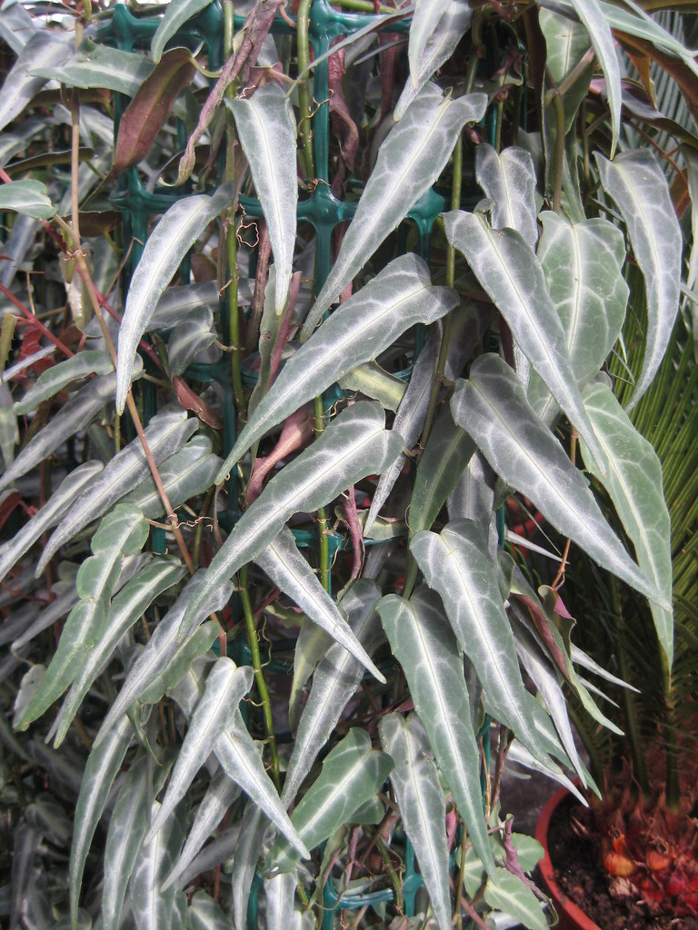 cissus amazonica botany