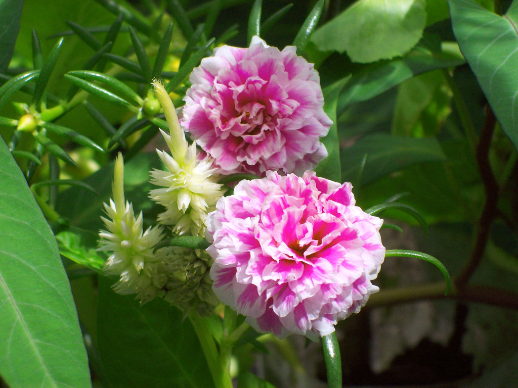 bunga ros jepun | bunga jepun | Nur Aishah Abdul Latif | Flickr