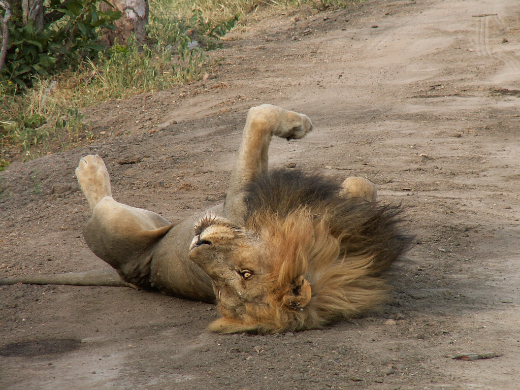 Afrique du Sud - Lion Thornybush | Le roi lion en pleine sie… | Flickr