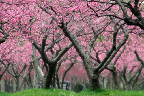 Plum Blossom using Minolta Varisoft Rokkor 85mm f2.8 Soft … | Flickr