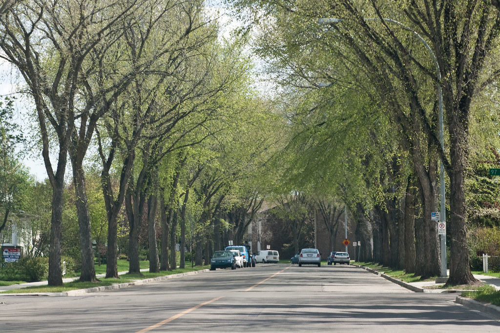 The tree canopy in the Holyrood neighbourhood. Photo by Dave Sutherland