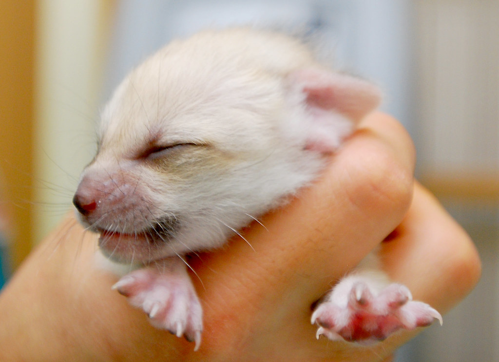 Baby fennec fox | Baby fennec fox @ everland.korea | IN CHERL KIM | Flickr