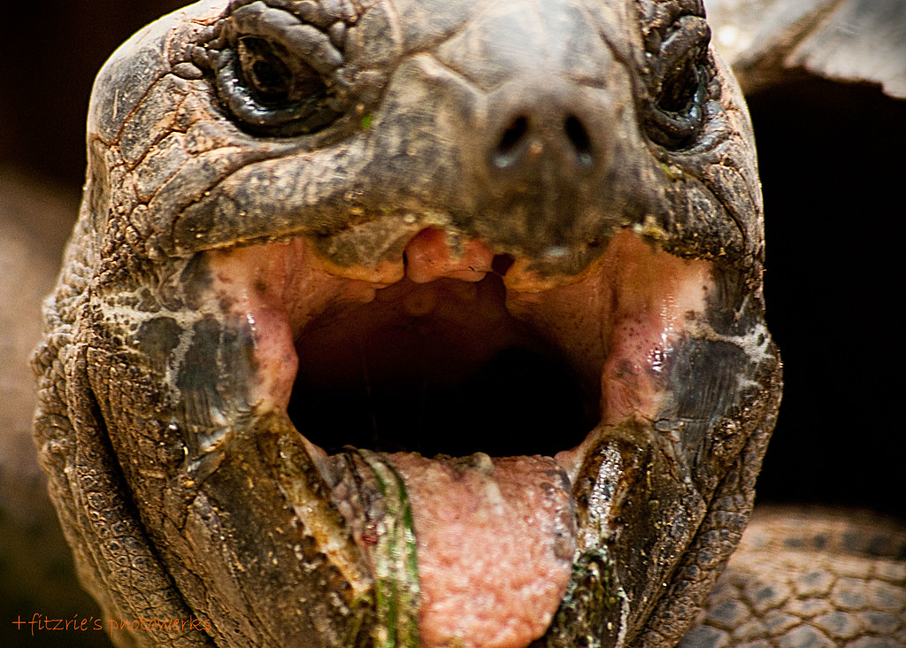 Фото рта черепахи