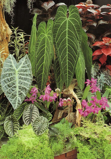Tropical rainforest plants | Flickr - Photo Sharing!