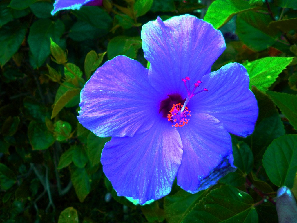 Purple Flower in Waikiki - Hilton Hawaiian Village (2005 K… | Flickr