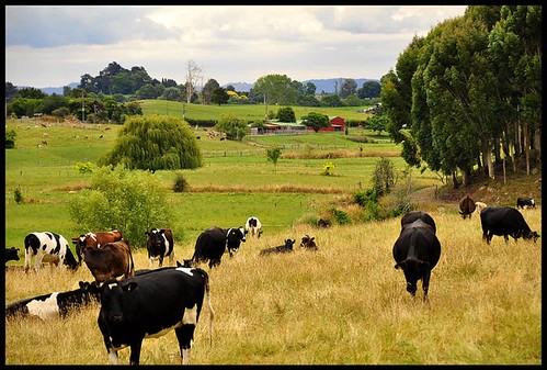 Country scenery, NZ | Photos_by_Angela | Flickr