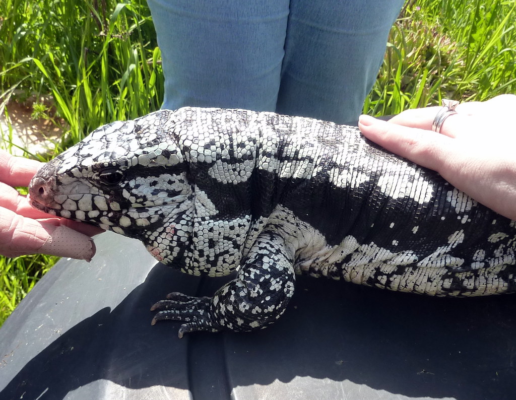 Blue tegu lizard | Neat and friendly creature! | Jessica Merz | Flickr