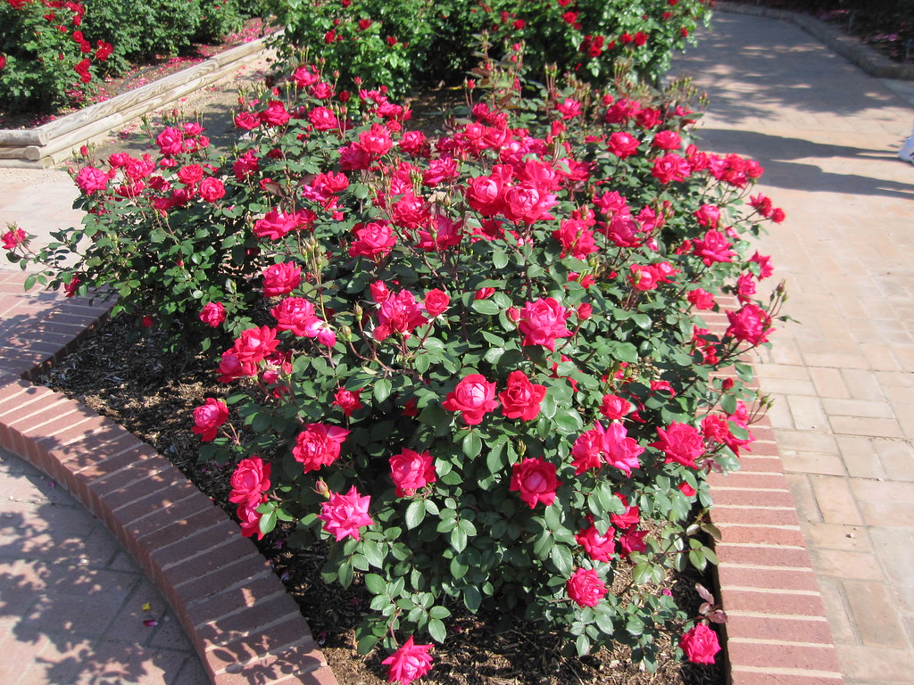 red double knockout roses at the San Antonio Botanical Gar… | Flickr
