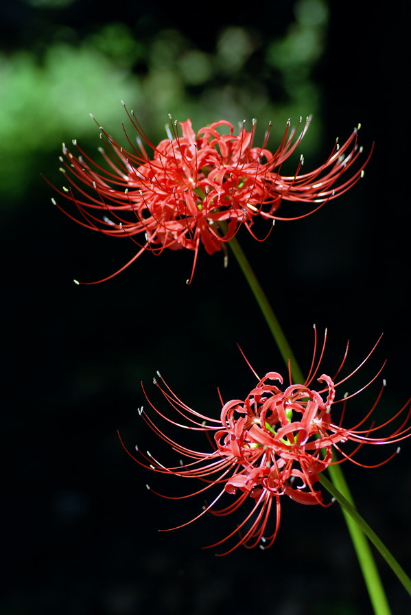 彼岸花（higan-bana)= Red spider lily *Lycoris radiata* | kaycatt* | Flickr