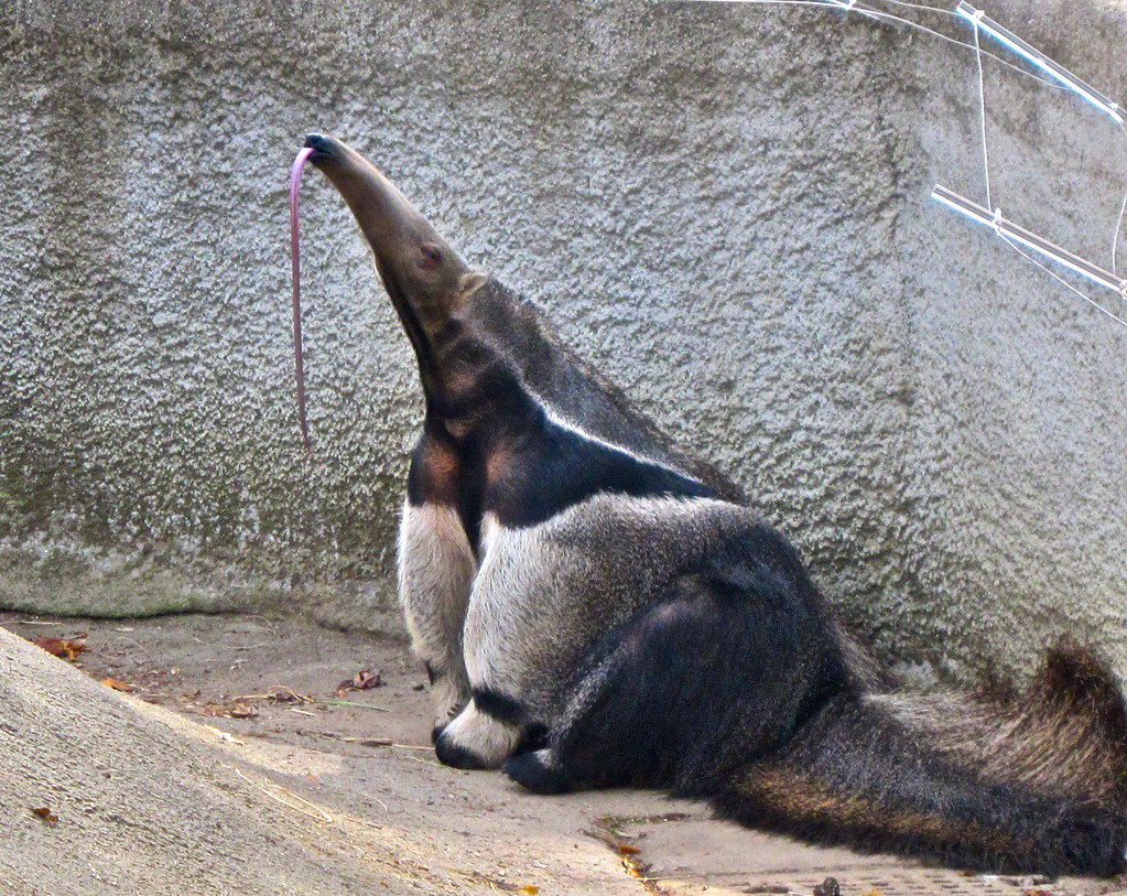 Giant anteater sticking his tongue out ...