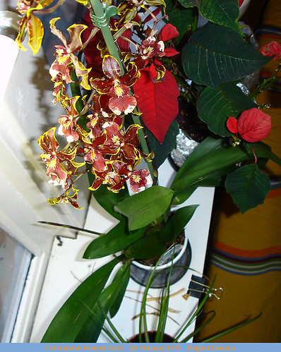 Colmanara Wildcat NoID orchid, 2