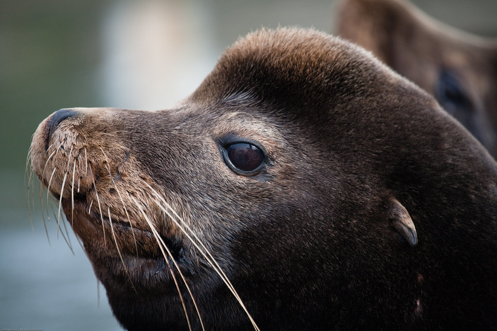 Male California Sea Lion (Zalophus californianus) (part of… | Flickr