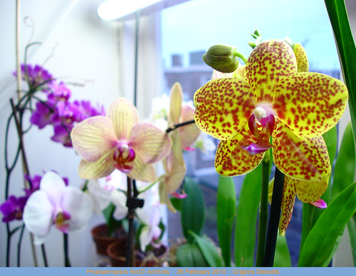 Phalaenopsis NoID orchids