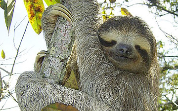 Close-up of a sloth gripping a tree trunk.