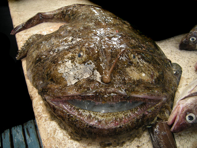 Ugly Fish Ameliya Pulen Flickr Of Big Ugly Fish