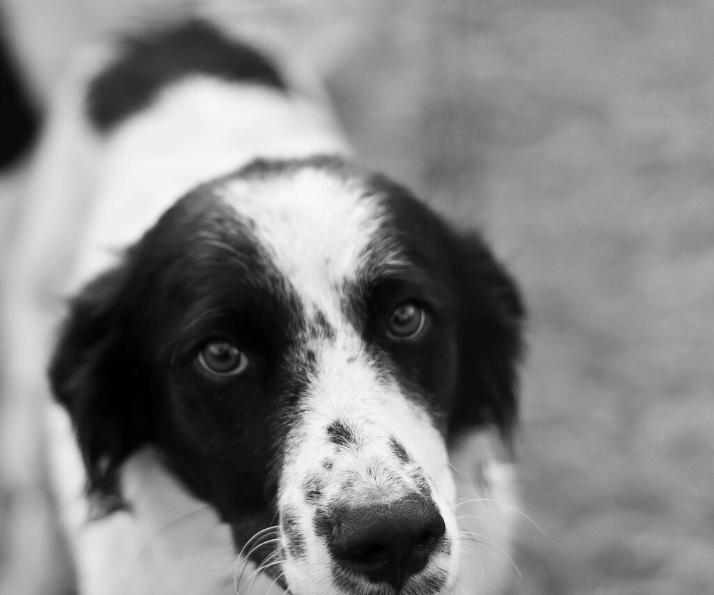 Black and White Dog In Black and White enlightenup Flickr