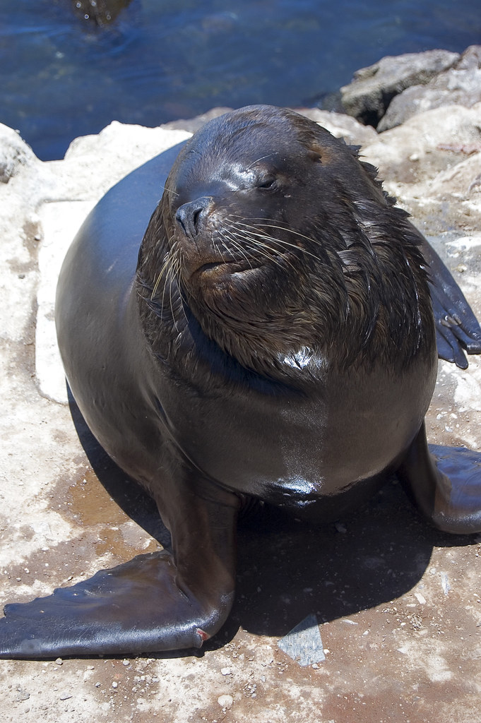 Fat Sea Lion | The sea lions at the Fisherman's Wharf in Ari… | Flickr