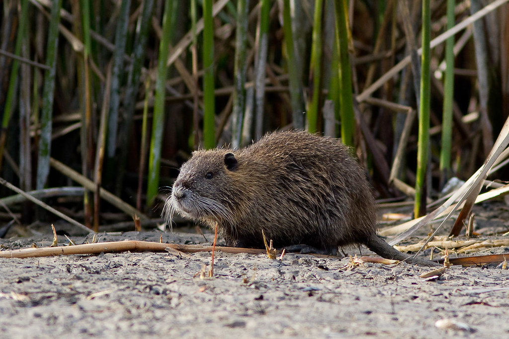 Swamp Rat | Young nutria on Horsepen Bayou, Pasadena, Texas.… | Flickr