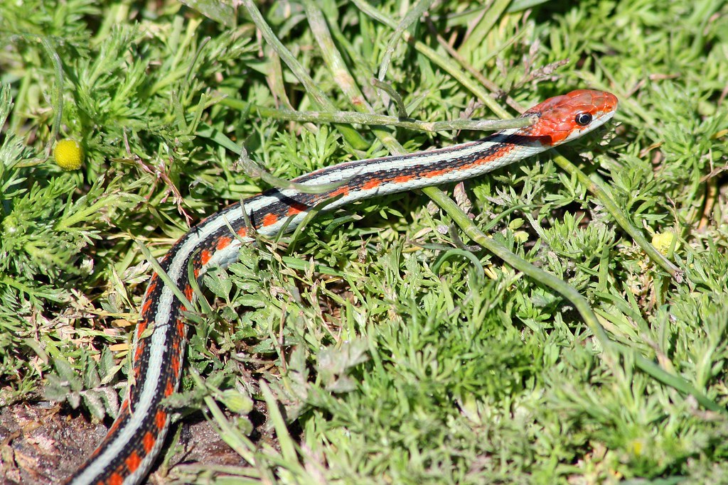 Even common garter snakes can be striking (pun intended)