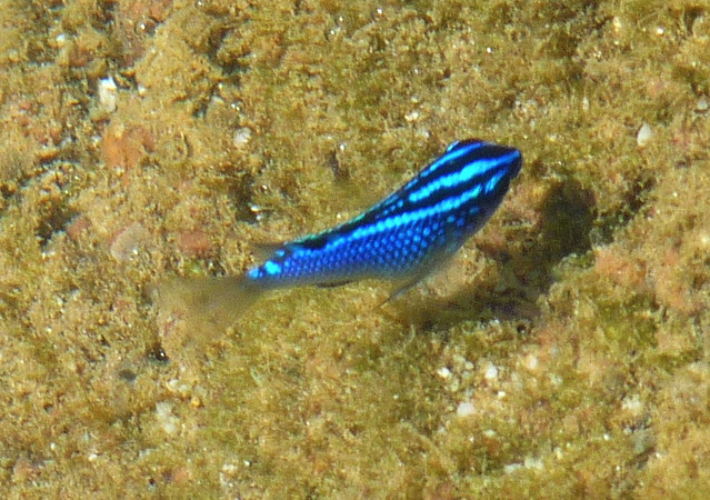 Iridescent Fish | Flickr - Photo Sharing!