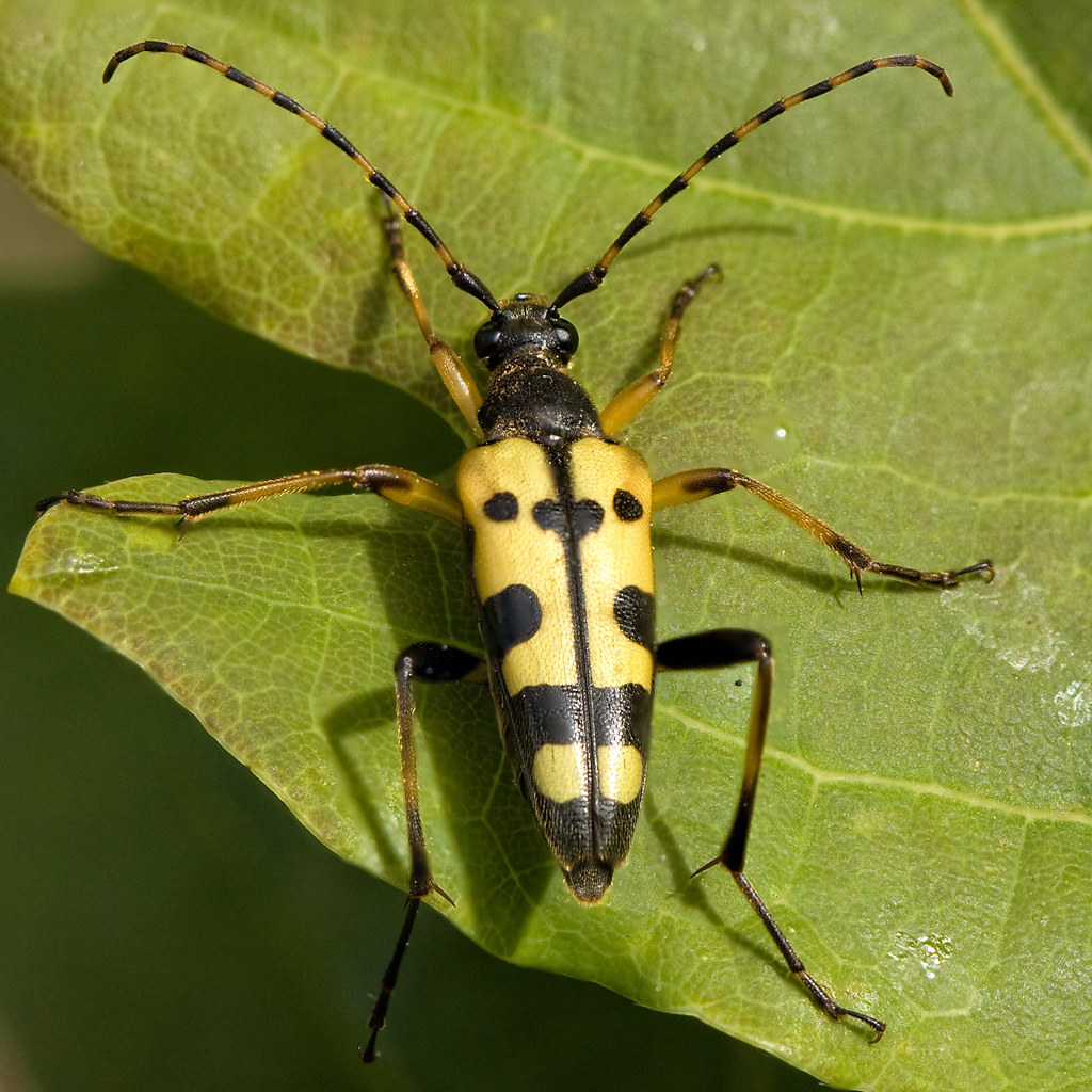 Longhorn beetle | A yellow & black spotted longhorn beetle ...