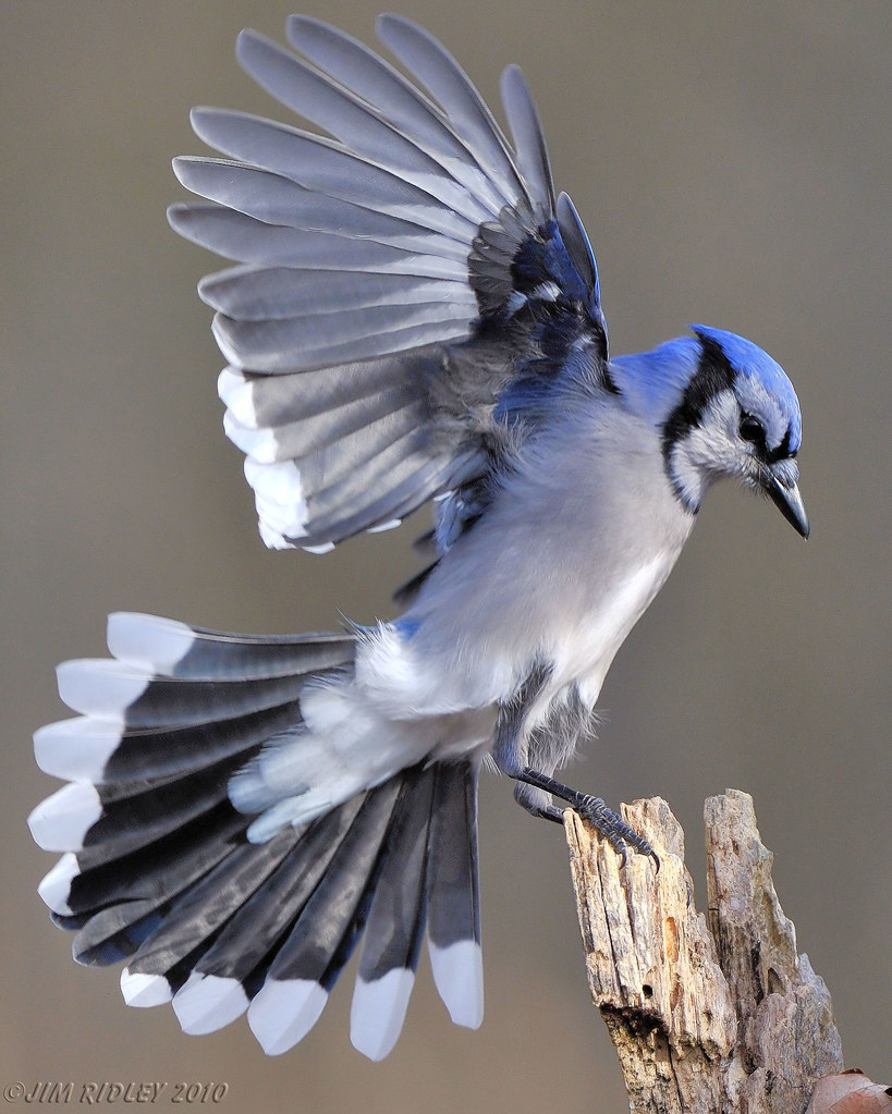 Mr.Blue Jay! | www.jimridleyphotography.com/ | Jim Ridley | Flickr