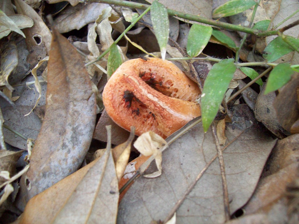 Columnar Stinkhorn Mushroom Poisonous mushroom attracts