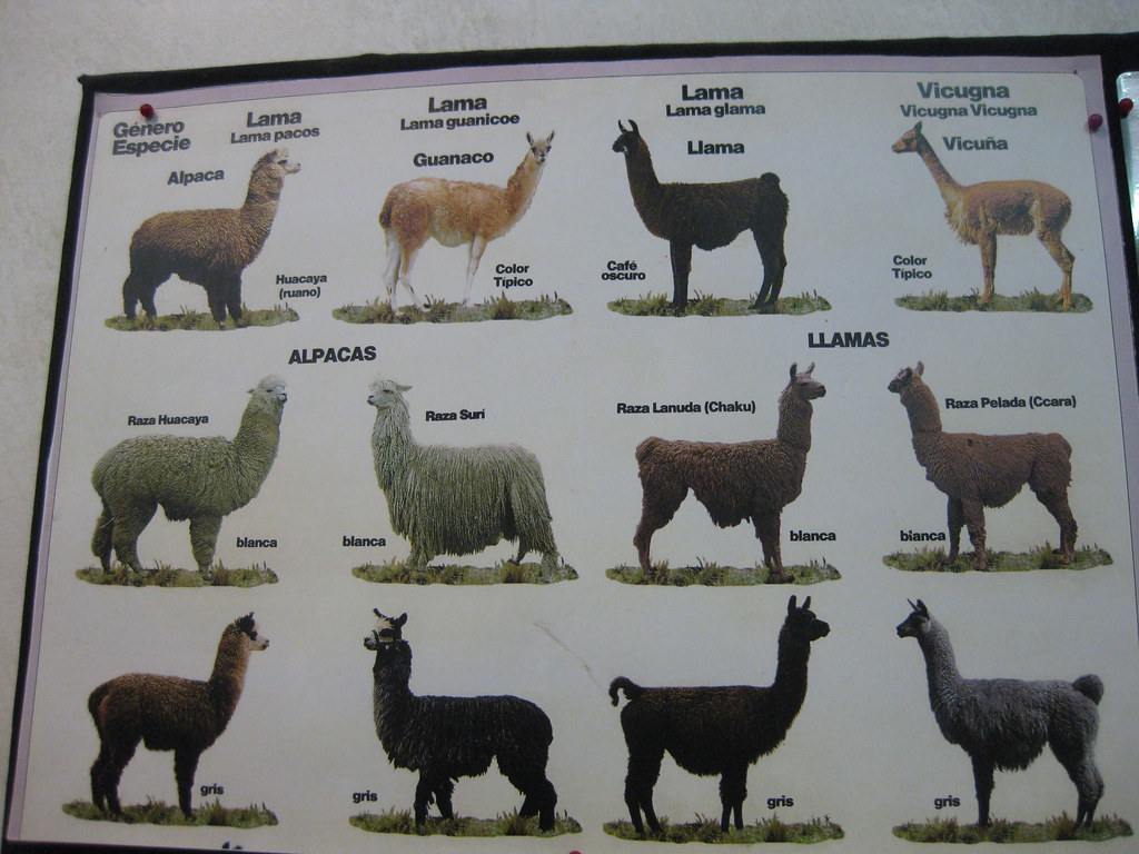 alpaca vs. llama | -l.i.l.l.i.a.n- | Flickr