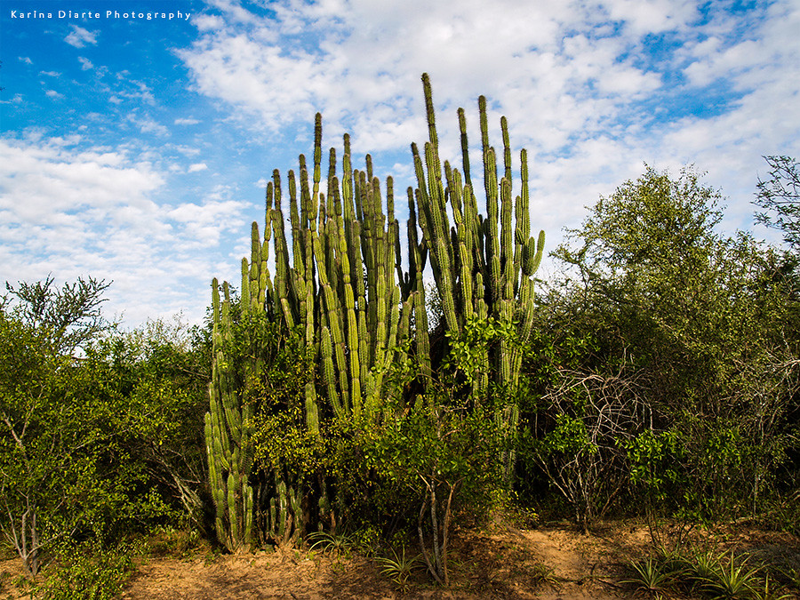 Cactus - Chaco paraguayo