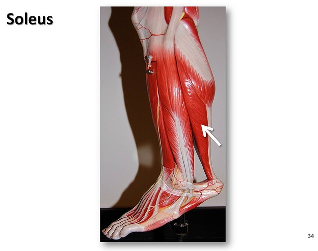 Soleus - Muscles of the Lower Extremity Anatomy Visual Atlas, page 34