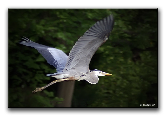 Great Blue Heron in Flight 2 05-22-10