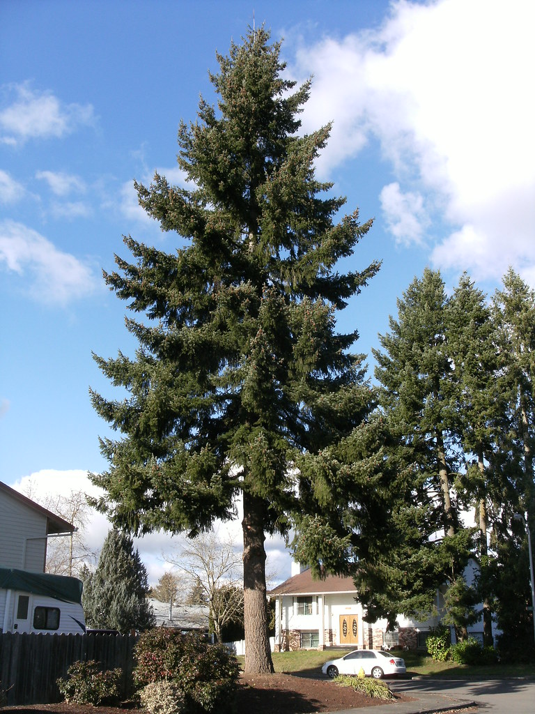 oregon-s-tree-the-douglas-fir-pseudotsuga-menziesii-is-t-flickr