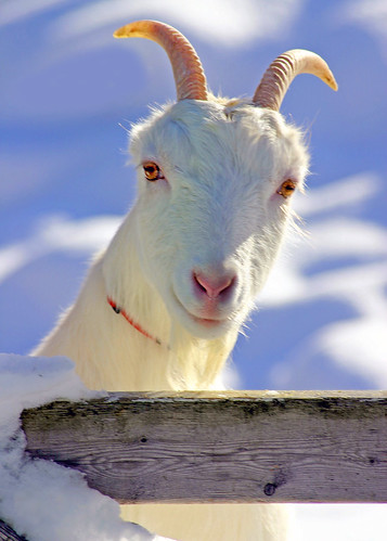 Northern LaMancha Goat | Jonathan Mast Comstock Park, MI Can… | Flickr