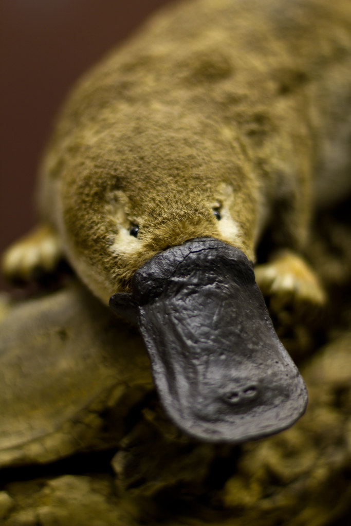 duck billed platypus baby gangster