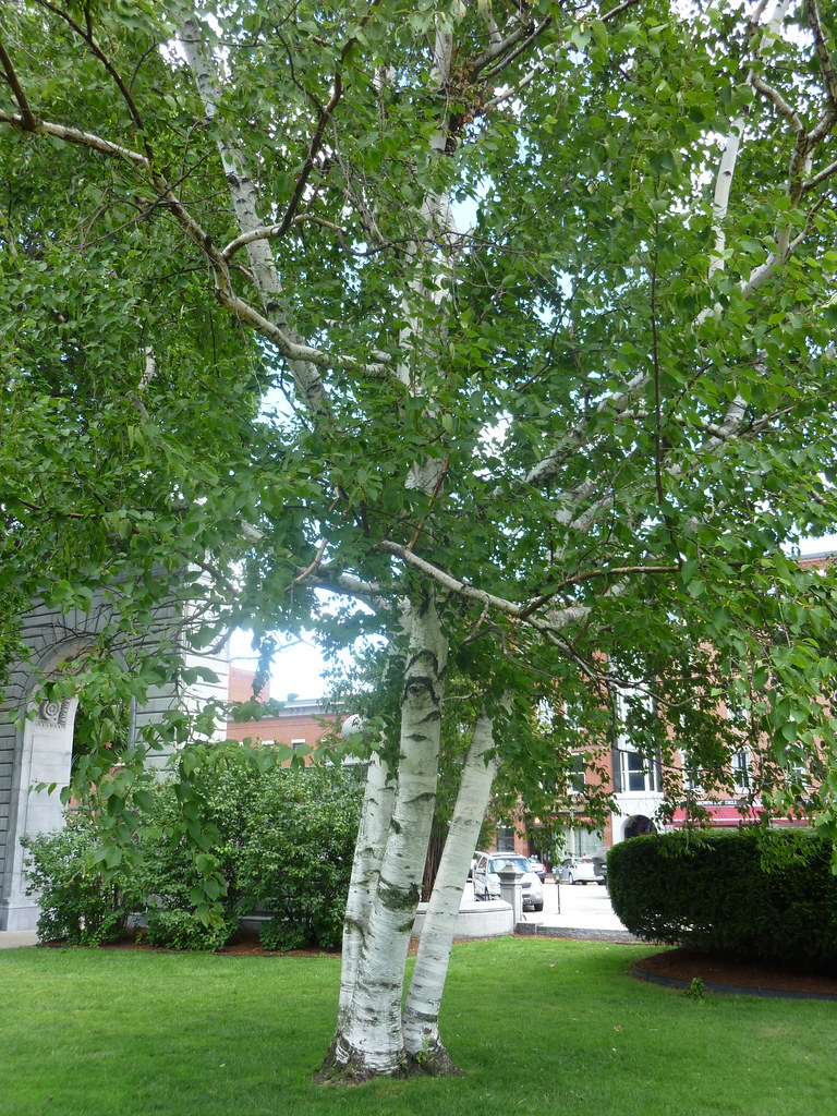 Paper White Birch tree on the NH State House Lawn | This is … | Flickr