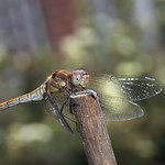 Darter dragonfly test shots #2
