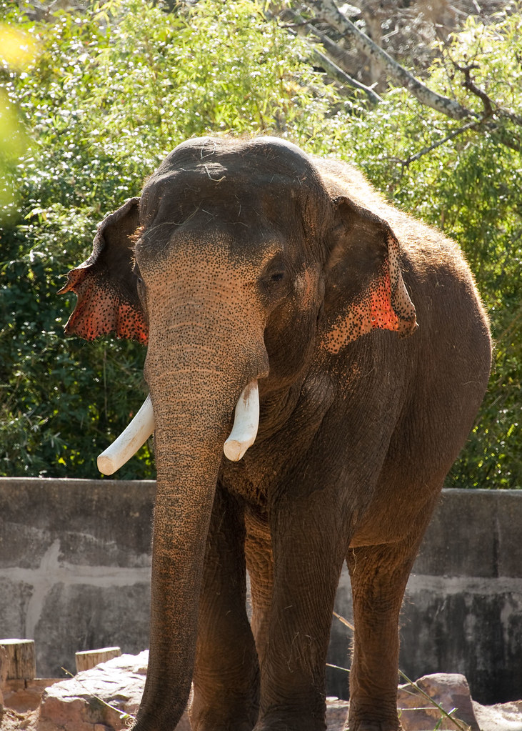 Asian Elephant Facts