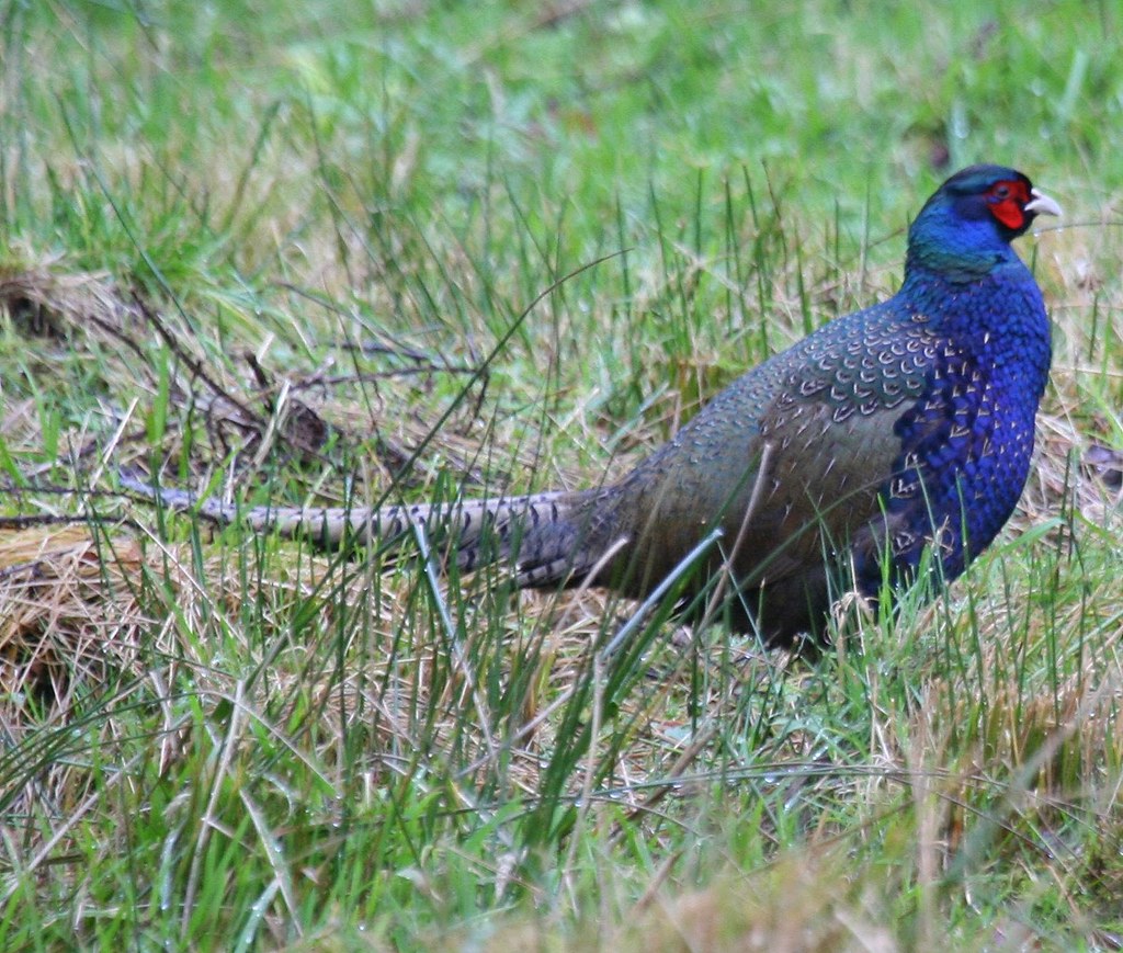 'BLACK' PHEASANT | Black pheasant | Dougie Holden | Flickr