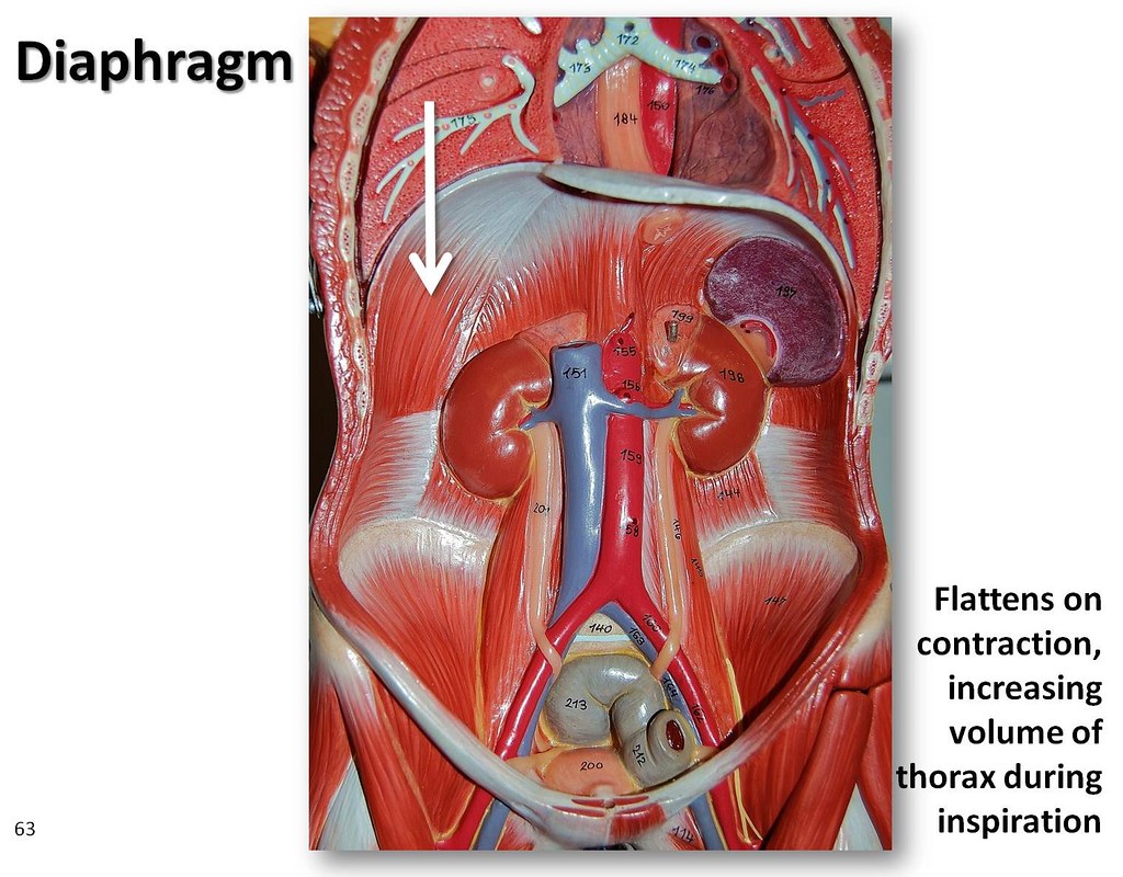 Diaphragm - Muscles of the Upper Extremity Visual Atlas, p… | Flickr
