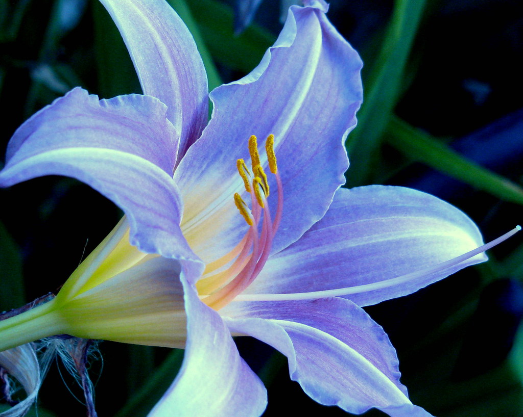 Blue Lily Flowers are one of my loves and even when I