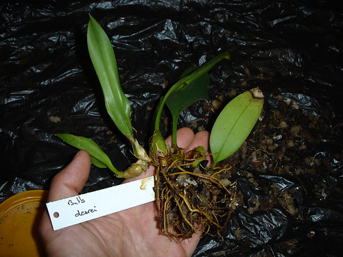 Bulbophyllum dearei (repotting)