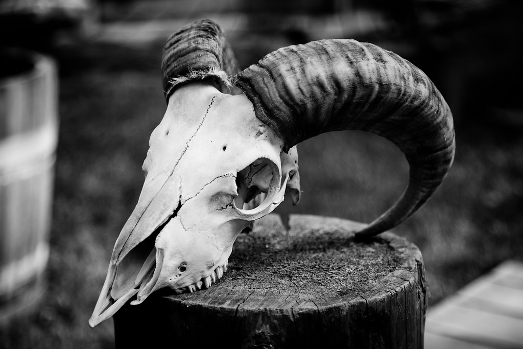Skull With Horns  Skull From Medieval Market 2010, Turku -3601