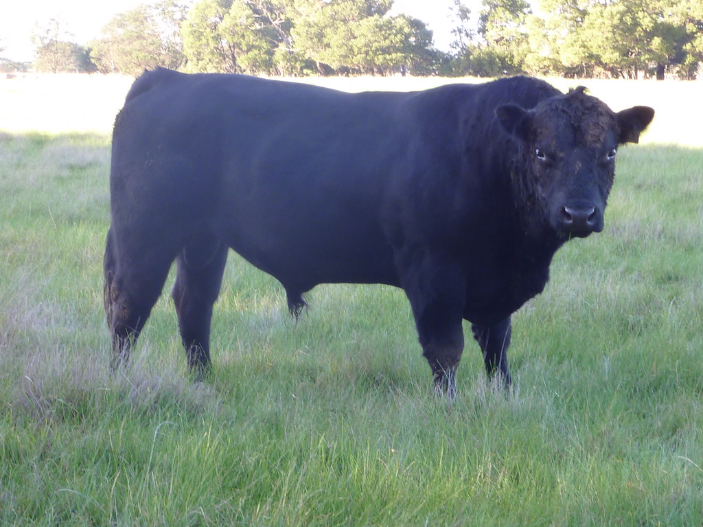 Black Angus bull Black Angus bull at Hawkesdale brittgow Flickr