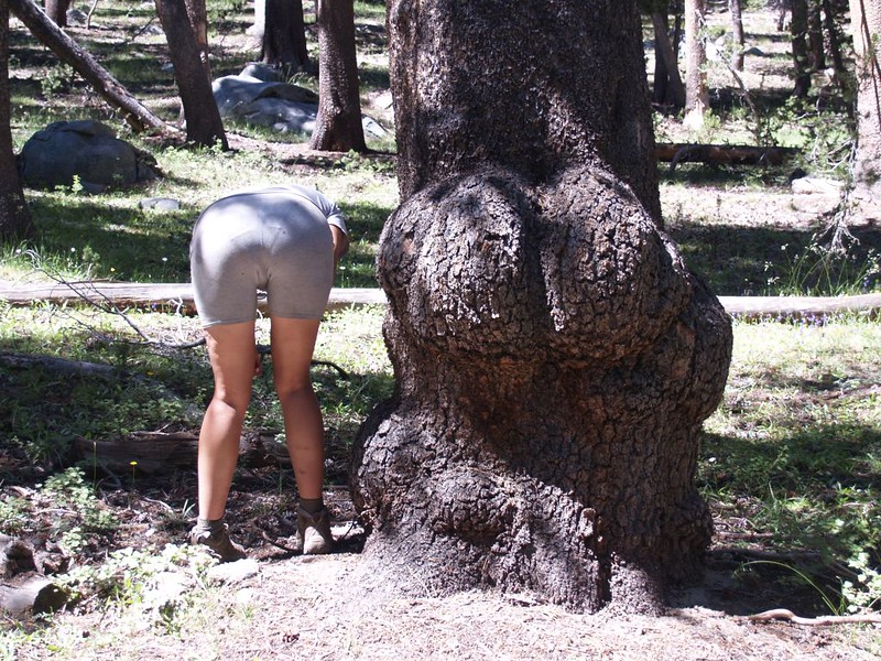 Vicki insisted that I take this photo of a tree trunk with buns